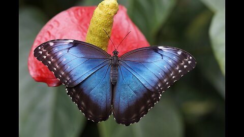 The Mystical World of Butterflies : Symbols of Transformation and Hope