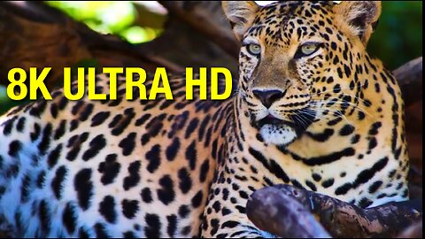 Ultimate Wildlife in 8K