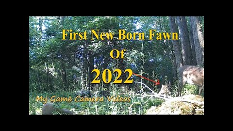 First Fawn of 2022