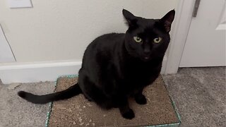 Adopting a Cat from a Shelter Vlog - Cute Precious Piper Sits on Her Tuffet