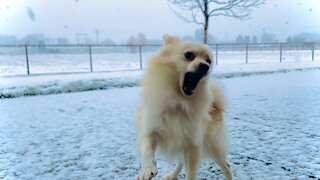 Pomeranian Excited For Snow