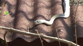 Massive Black Mamba On The Roof!