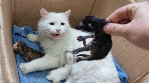 Funny Cats ✪ Mother cats protecting their Baby kittens