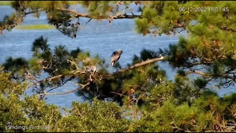 Great Blue Heron Male & Female at The Nest 🥚 6/12/22 18:31