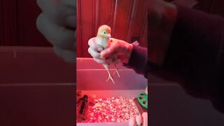 Brand New Precious Baby Chicks All Hens
