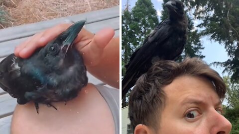 Guy literally can't believe he befriended a wild crow