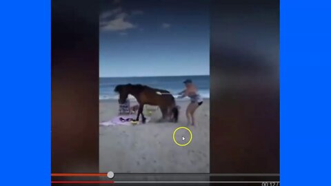 We Need More Signs At Beaches That Warn People Not To Hit Wild Horses With A Plastic Shovel