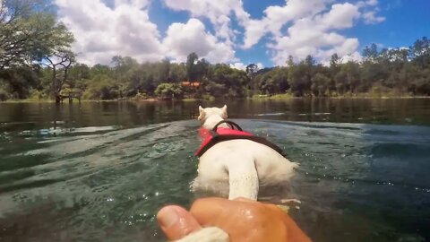 Teaching a Dogo Argentino Water Rescue - Week 2