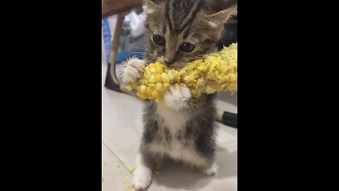 So Cute Hungry Kitten 🐈😍😍😍😍