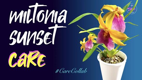 Miltonia Sunset | Milmiltonia Sunset | WHAT'S IN A NAME, when the CARE IS THE SAME! 😃#CareCollab