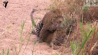 WILDlife: HD Wildlife - Pairing Pair of Leopards