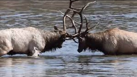 Elks Clash in Colorado