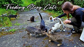 Feline Friends Forever - Feeding Stray Cats