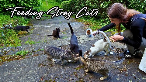 Feline Friends Forever - Feeding Stray Cats