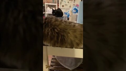 Cat Splooting or Mugsy Splat