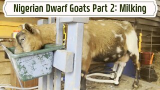 Nigerian Dwarf Goats on the Homestead Part 2: Milking goats with a machine & why goat's milk is good