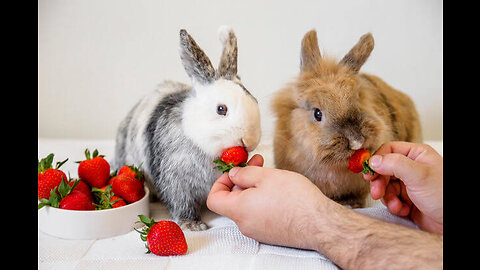 Cute Rabbit’s Eating Strawberries & Cherries || so sweetheart