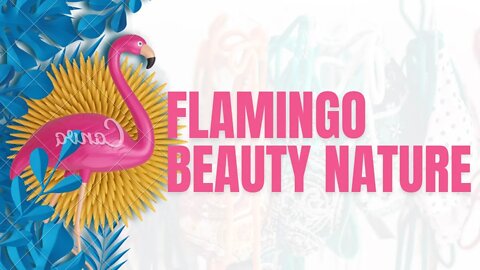 Pink flamingo / Beauty birds / flamingos #natureshortsvideo