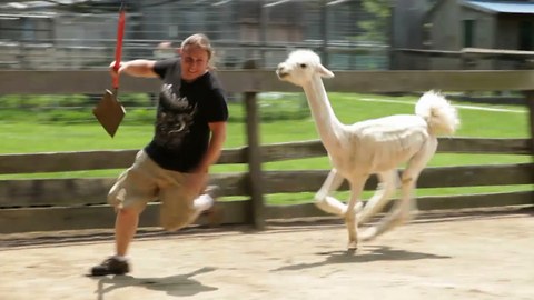 Hostile Llama-Alpaca Hybrid Headbutts Unwanted Visitor