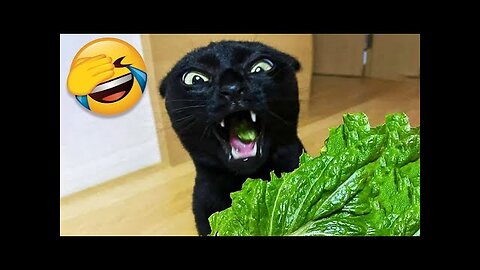 Best Funniest Videos 2022 😂 Cute Cats 🐱 and Funny Dogs 🐶 #11