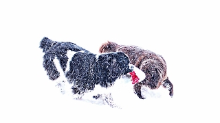 Giant dogs play tug-of-war with Santa's hat