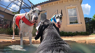 Funny Great Dane GoPro Black 9 View Of Doggie Pool Party & Zoomies - Enjoy A Wild Ride