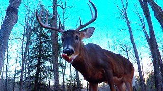 Large stag deer comes out of forest to share this man's apples