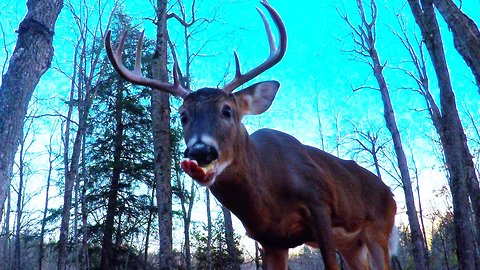 Large stag deer comes out of forest to share this man's apples