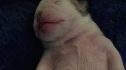 Precious Bulldog Puppy Dreaming Is A Cuteness Overload