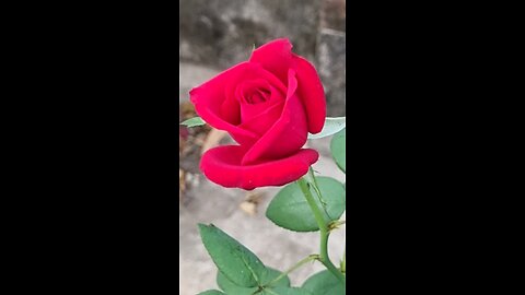 Red rose