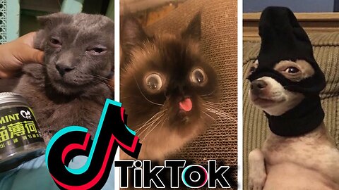 Funniest animal dog and cat tik - tok compilation