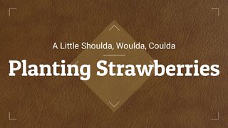 Let's plant strawberries and talk a little about the rough side