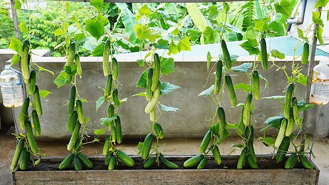 How To Grow Cucumbers In Wooden Barrels With Large, Delicious And Abundant Fruits