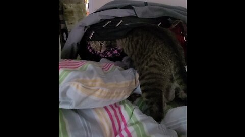 Camino checks out my suitcase