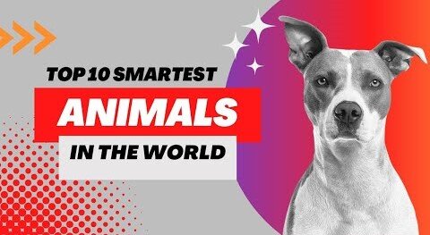 The Top 10 Smartest Animals In The World! #interestingfacts