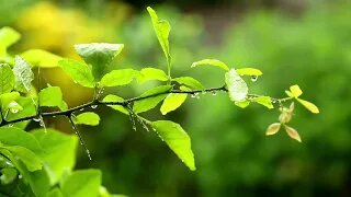 Sleeping in the Forest: Relaxing Rain Sounds on Leaves for a Calm and Restorative Night's Sleep"