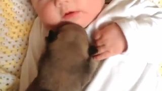 Newborn Puppy Snuggles With A Baby