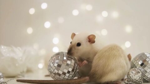 Macro view of two cute rats with white fur moving around Christmas decorations, small silver balls a