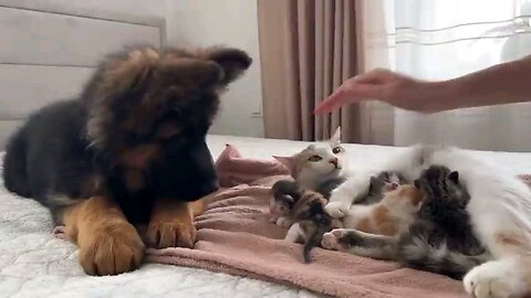 German_shepherd_puppy_meets_mo..