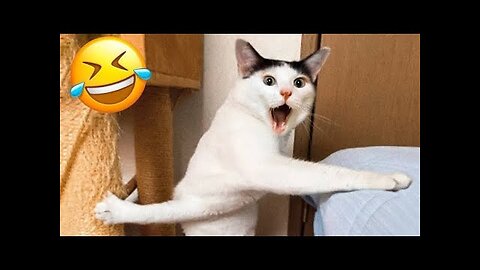 FUNNY ANIMAL VIDEOS 2023 😂 || BEST FUNNY ANIMAL VIDEOS 2023 😂 || LIKE SHARE AND FOLLOW