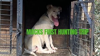 Solo hunt. Pitbull pups first time in the woods