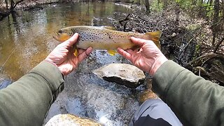 Brown trout catch & release