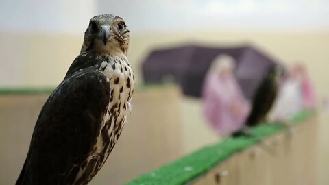 Falcon in bird market in Doha, Qatar