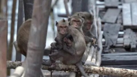 CDC Is Monitoring Americans for ‘Cold-Like Symptoms’ Following Escape of Lab Monkeys