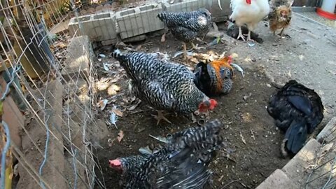 Backyard Chickens Relaxing Dust Bath Video Sounds Noises Hens Clucking Roosters Crowing!