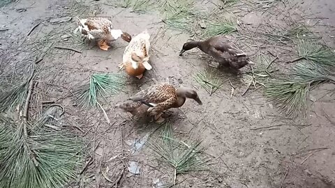 Some of my young Indian Runner Ducks 18/06/2020
