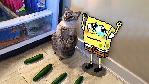 Spongebob vs Cats And Dogs Funny Animation