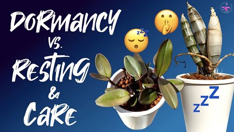 Dormant Orchids vs. Resting Orchids | Why do they do that | Resting & Dormancy Care 😴