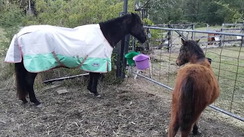 Brumby foal with one of his adopted herd mums, asking for her food