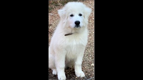 🛡️ 🛡️ Prince Arthur Our Great Pyrenees Pup is Growing~!! 🛡️ 🛡️